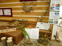 古代米・雑穀の展示