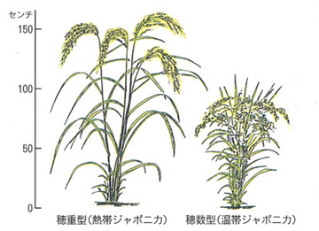 稲の種類